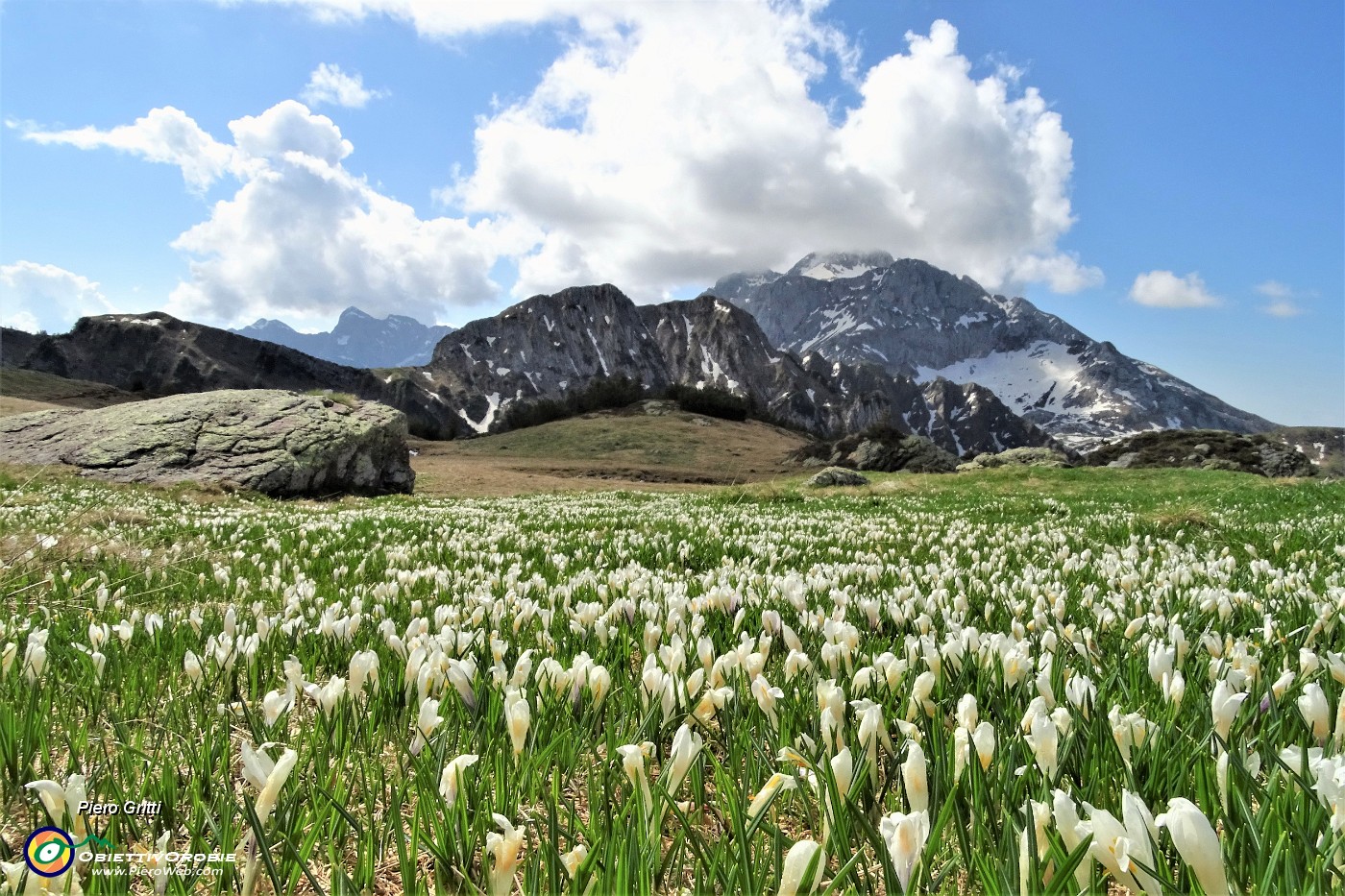 36 Distese di crocus con vista verso Corno Branchino, Corna Piana, Arera.JPG